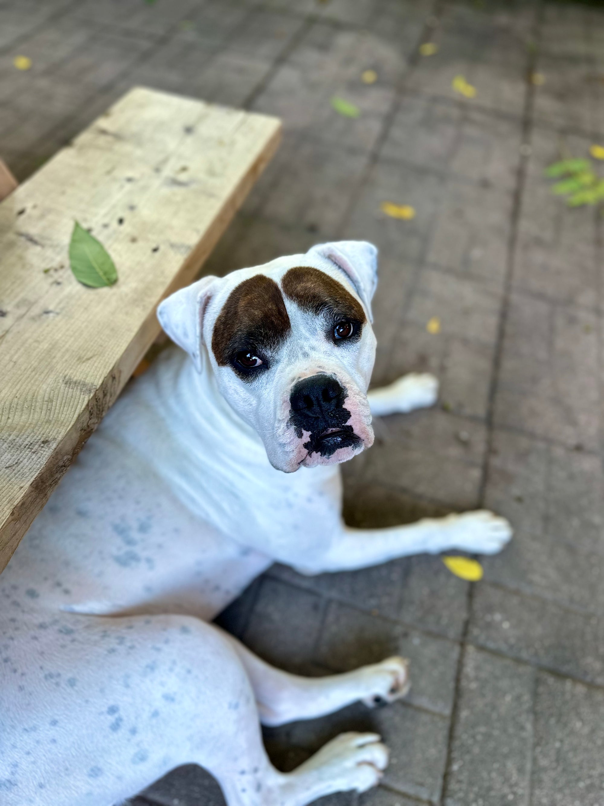 DONATE $5 TO FRIDA!